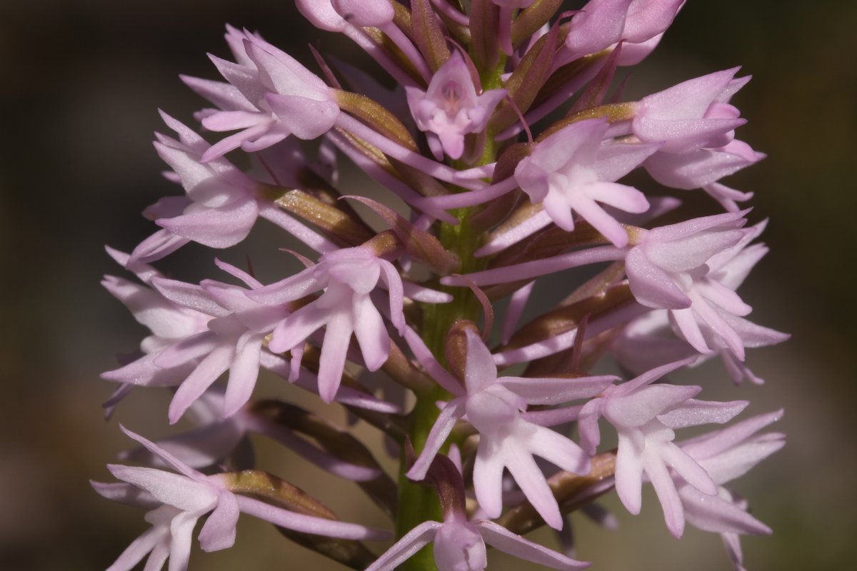 Ultime orchidee per quest''anno - Dalla Grecia con passione